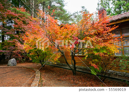 臺灣臺中福壽山武陵農場楓葉Taiwan Taichung Mountain Maple Leaf 55569019
