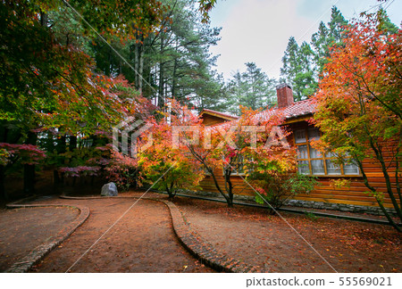 臺灣臺中福壽山武陵農場楓葉Taiwan Taichung Mountain Maple Leaf 臺灣臺中福壽山武陵農場楓葉Taiwan Taichung Mountain Maple Leaf 55569021