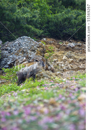 Japanese serow Japanese serow 55569267
