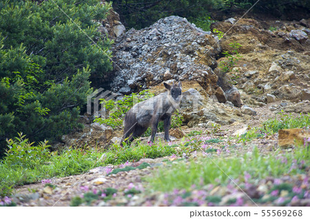 Japanese serow 55569268