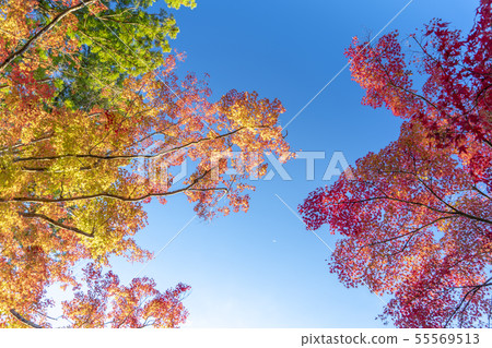 Autumn leaves of Koyasan bellows road Autumn leaves of Koyasan bellows road 55569513