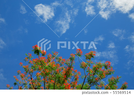 ornamental flowering red with blue sky ornamental flowering red with blue sky 55569514