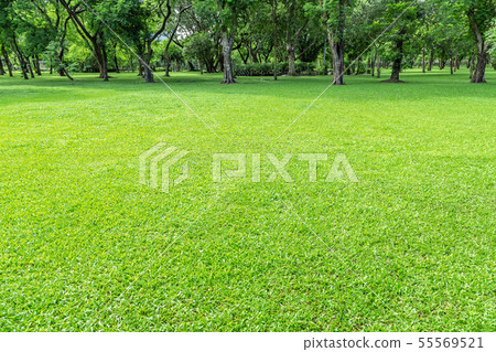 Green lawn in the morning  55569521