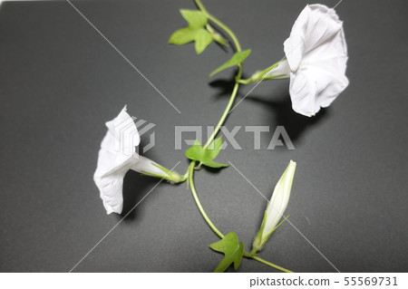 喇叭花 55569731