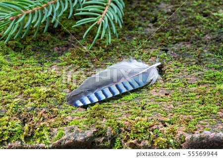 Blue Jay Feather Symbol Of Good Luck Stock Photo