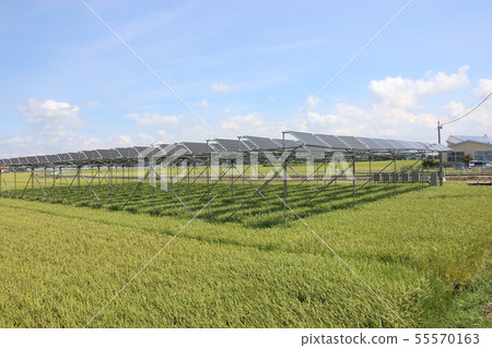 太陽能電池板_農業型太陽能 太陽能電池板_農業型太陽能 55570163