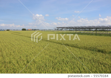 太陽能電池板_農業型太陽能 55570164