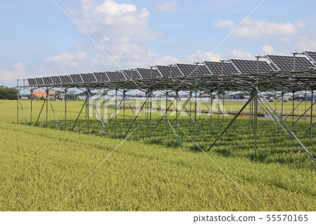 Solar panel _ farming type solar 55570165