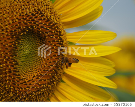 Sunflower and bee 55570166