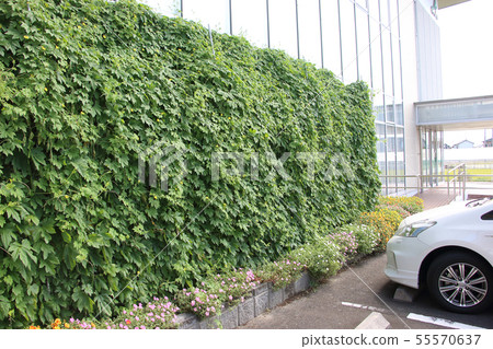 Midori Curtain 55570637