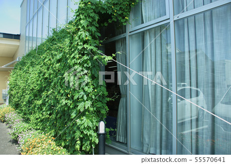 Midori Curtain Midori Curtain 55570641