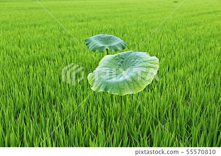 A lotus leaf 55570810