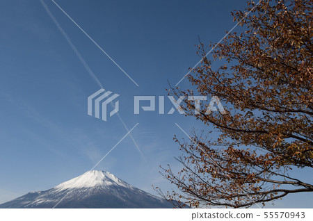 富士山與雪在秋天的落葉和秋天的藍天上 55570943