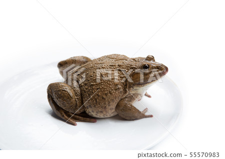 frog isolated on white background,and soft focus frog isolated on white background,and soft focus 55570983