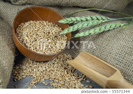 Wheat seeds spilling from a bowl with ears Wheat seeds spilling from a bowl with ears 55571344