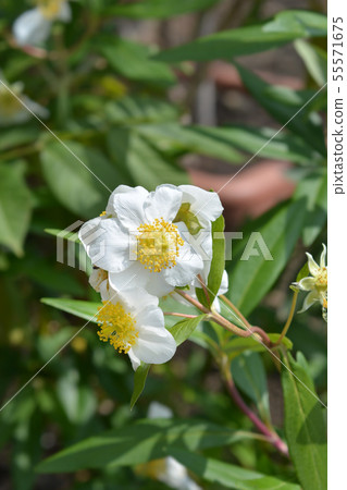 California tree anemone 55571675