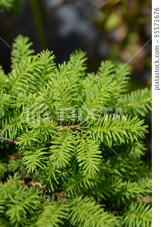 Little Gem Norway spruce 55571676