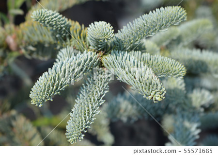 Blue Noble Fir 55571685