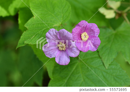 Flowering raspberry Flowering raspberry 55571695