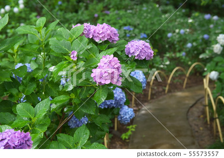 Myokoji寺的繡球花 55573557