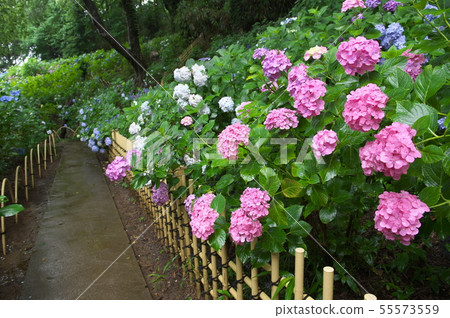 Hydrangea in Myokoji Temple 55573559