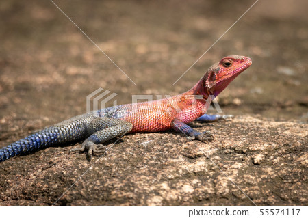 Close-up of Spider-Man agama lying on rock Close-up of Spider-Man agama lying on rock 55574117