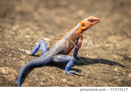 Close-up of male Spider-Man agama on rock Close-up of male Spider-Man agama on rock 55574127