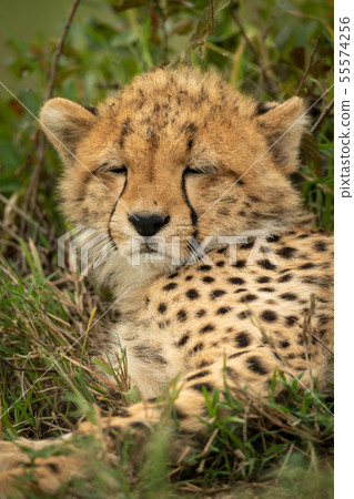 Close-up of cheetah cub with eyes closed Close-up of cheetah cub with eyes closed 55574256