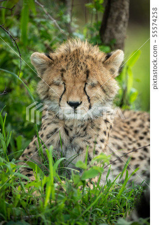 Close-up of cheetah cub with closed eyes Close-up of cheetah cub with closed eyes 55574258