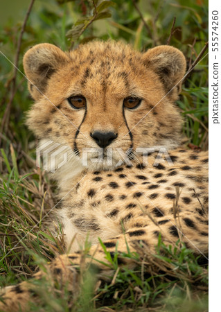 Close-up of cheetah cub staring at camera 55574260
