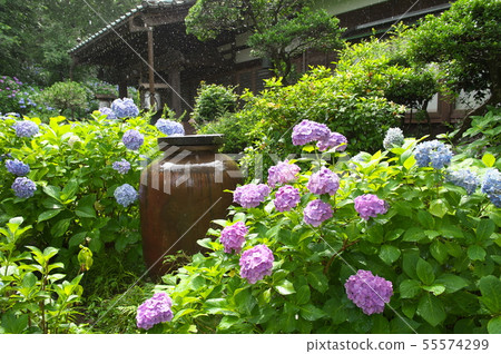 Hydrangea in Myokoji Temple 55574299
