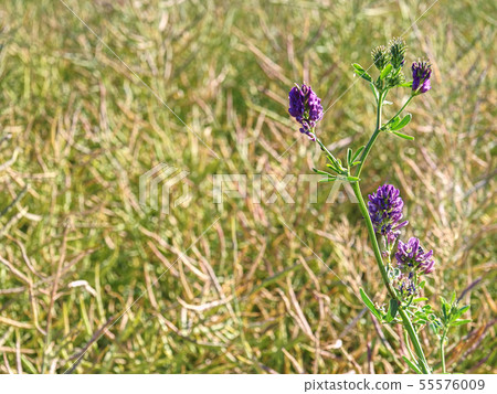 Plants detail in alfalfa field. Flower alfalfa Plants detail in alfalfa field. Flower alfalfa 55576009