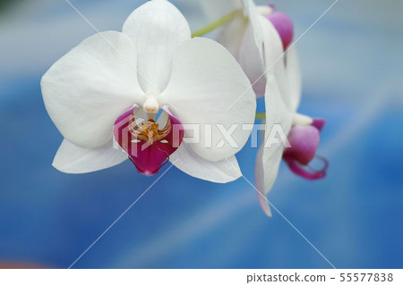 跑步 跑步 55577838