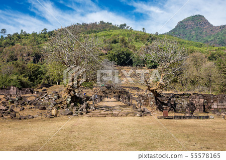 Plumeria flower trees at the ruins of the Vat Phou Plumeria flower trees at the ruins of the Vat Phou 55578165