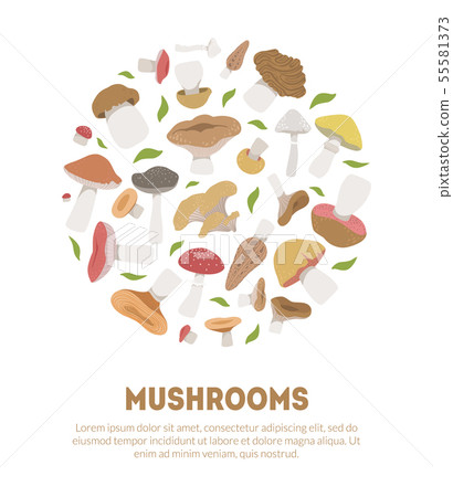 Poisonous and Edible Mushrooms Banner Template with Space for Text, Vegetarian Organic Natural Food Poisonous and Edible Mushrooms Banner Template with Space for Text, Vegetarian Organic Natural Food 55581373