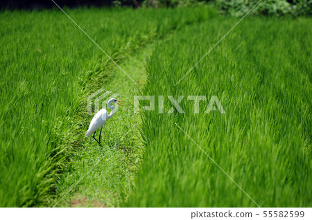 Ricefield Egret Ricefield Egret 55582599