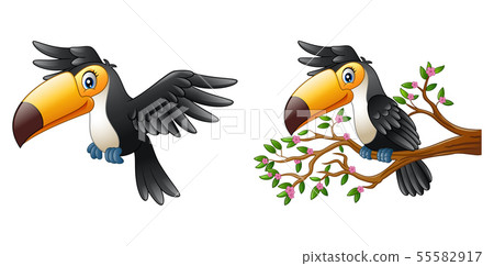 Cartoon funny toucan collections Cartoon funny toucan collections 55582917