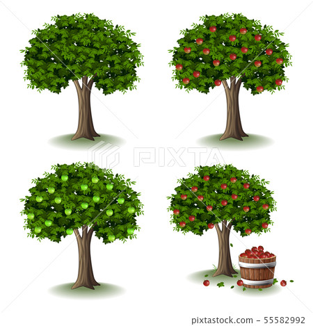 Apple Tree Illustration Collections Set Stock Illustration