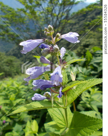 Alpine plant Mt. Alpine plant Mt. 55584326