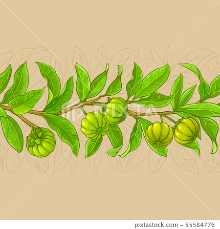 garcinia vector pattern garcinia vector pattern 55584776