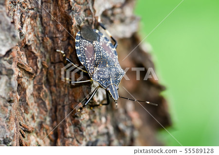 Madara bug Madara bug 55589128