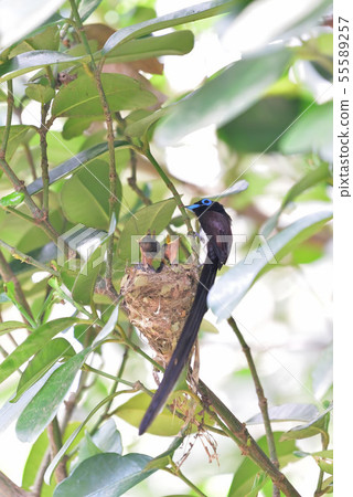 Miyakojima / season of breeding Miyakojima / season of breeding 55589257