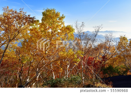 Forest near Mt.Fuji Yoshidaguchi mountain trail in autumn Forest near Mt.Fuji Yoshidaguchi mountain trail in autumn 55590988