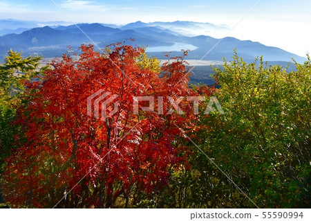 在山和山中湖附近的秋天顏色的富士山和Yoshidaguchi山徑 在山和山中湖附近的秋天顏色的富士山和Yoshidaguchi山徑 55590994