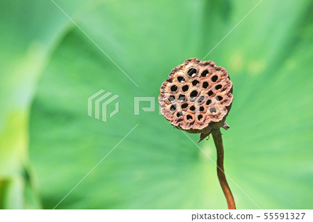 Lotus fruit (flower bud) Lotus fruit (flower bud) 55591327
