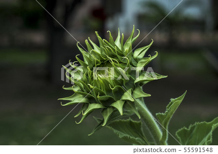 Sunflower in garden 55591548