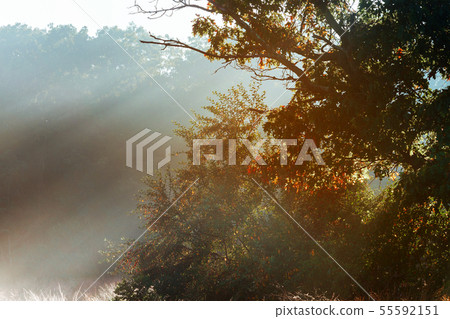 Magical tree with sun rays in the morning. Amazing Magical tree with sun rays in the morning. Amazing 55592151