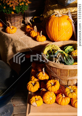Fresh pumpkins on farm market still life Fresh pumpkins on farm market still life 55593093