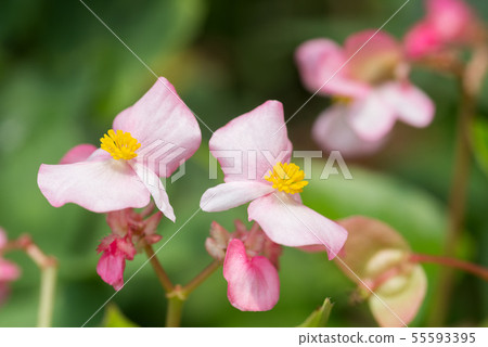 Pink begonia flower up 55593395