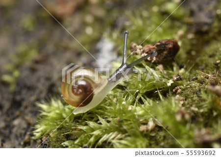 Snail child 55593692